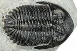 Bargain, Hollardops Trilobite Fossil - Ofaten, Morocco #287455-1